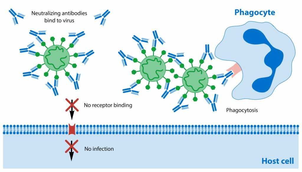 Neutralize antibodies-Coronaviruses, COVID-19, هشدار کرونا, واکسیناسیون-آنتی بادی خنثی کننده یا آنتی بادی نترالایزتصویر 2