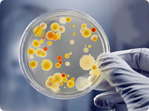 Agar-Based Diagnostic Kits کیت های تشخیصی مبتنی بر آگار