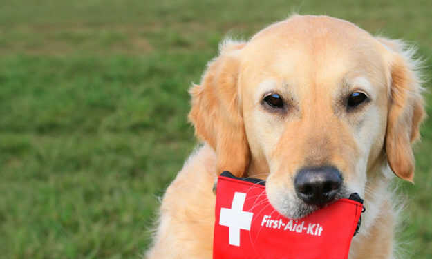 Veterinary kits licensed-معرفی کیت های دامپزشکی در سایت تستا-انواع کیت های آزمایشگاهی