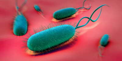 Helicobacter pylori باکتری معده