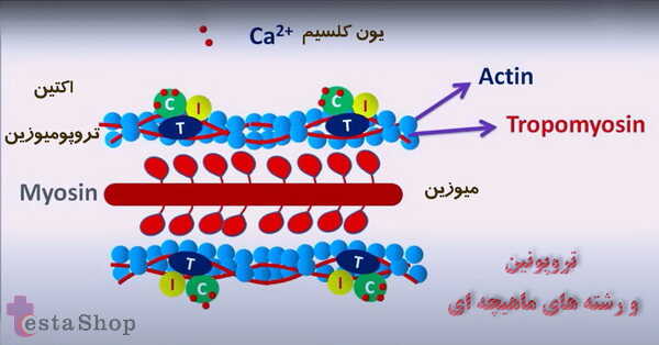 تروپونین چیست-تصویر شماتیک تروپوتین و ارتباط با بافت های ماهیجه ای قلب