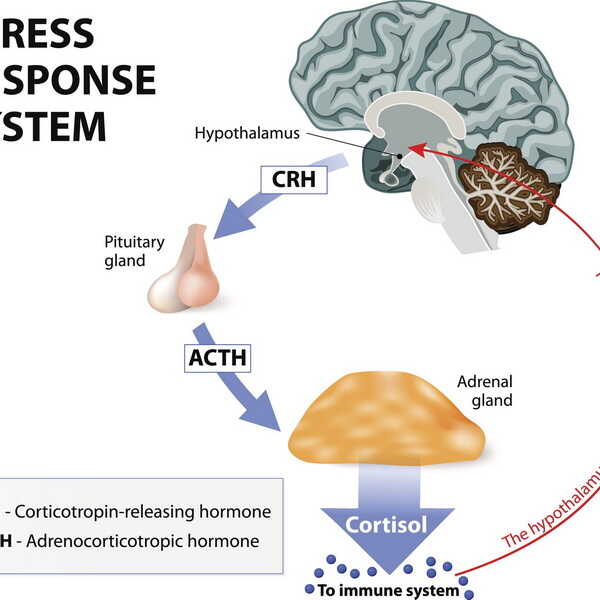 محور هیپوتالامیک – هیپوفیز - آدرنی کورتیزول