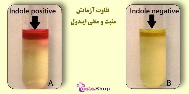 معرف ایندول کواکس | آزمایش ایندول 4 تفاوت مشاهده شده در پاسخ مثبت و منفی آزمایش ایندول