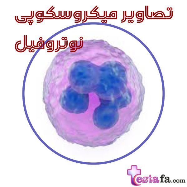 تصاویر میکروسکوپی نوتروفیل - تصویر گلبول سفید - میلوبلاست - میلوسیت
