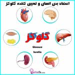 اعضای بدن موثر در تنظیم گلوکز خون