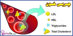 انواع چربی خون