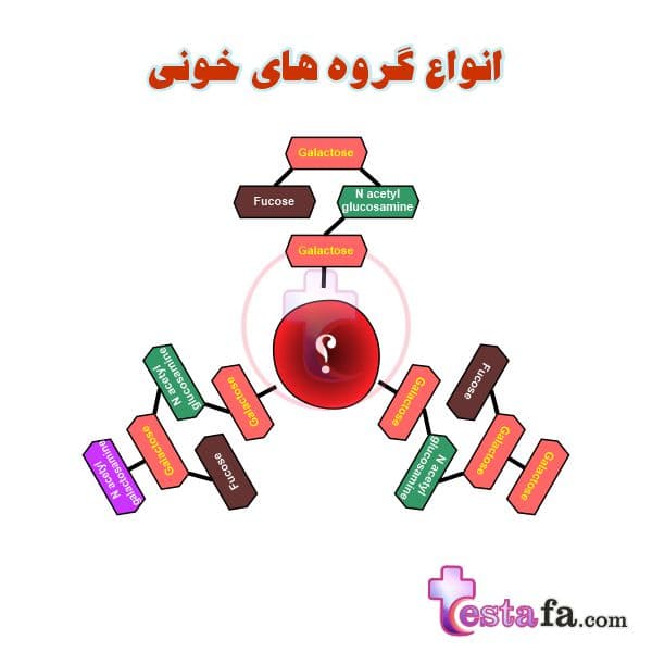 انواع گروه های خونی - سیستم ABO - سیستم RH