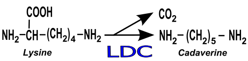 دیسک لایزین دکربوکسیلاز (Lysine Decarboxylase Disk) | پادتن طب 1 Cadaverine synthesis.svg